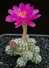 Mammillaria_haudeana1